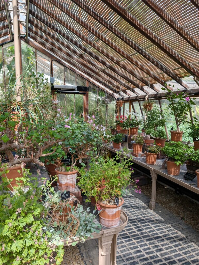 Visiting Chelsea Physic Garden - London’s Oldest Botanical Garden
