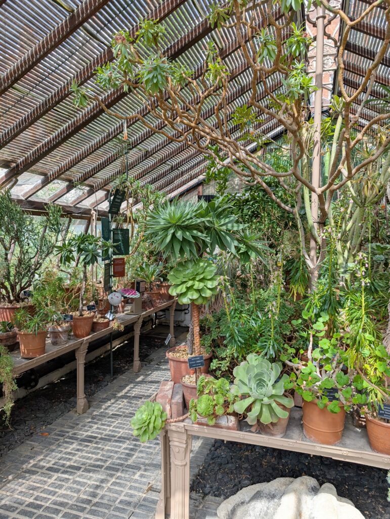 Visiting Chelsea Physic Garden - London’s Oldest Botanical Garden